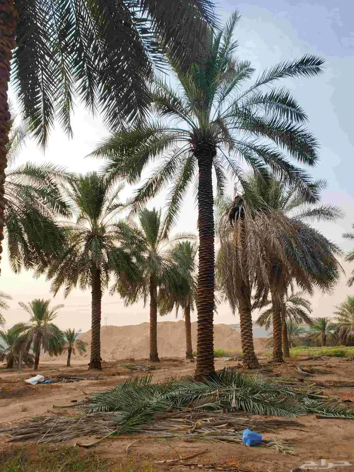 نخل البيع 3