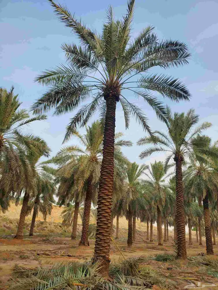 نخل البيع 2