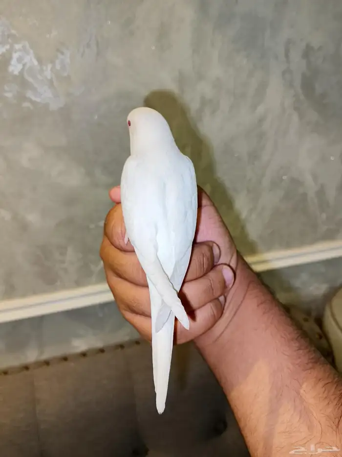 بادجي اليف وهدد بدايت كلام ما شاء الله تم البيع 0