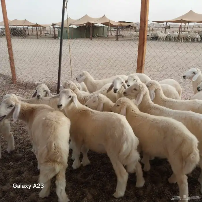 أعرض لكم غنم حريات خلفات وجنب طيبه 0