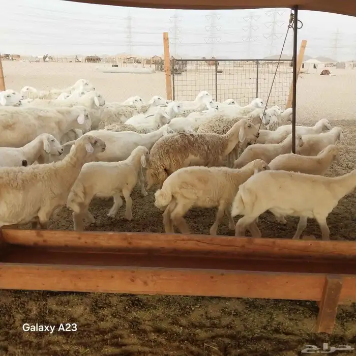 أعرض لكم غنم حريات خلفات وجنب طيبه 8