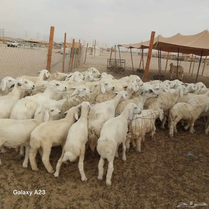 أعرض لكم غنم حريات خلفات وجنب طيبه 3