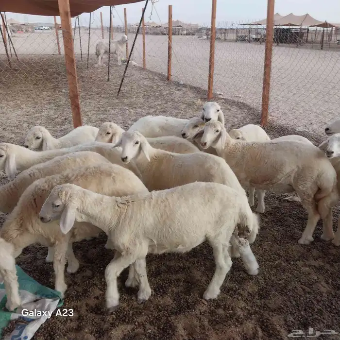 أعرض لكم غنم حريات خلفات وجنب طيبه 2