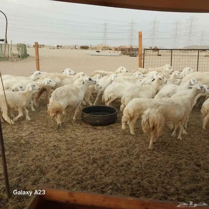 أعرض لكم غنم حريات خلفات وجنب طيبه 7