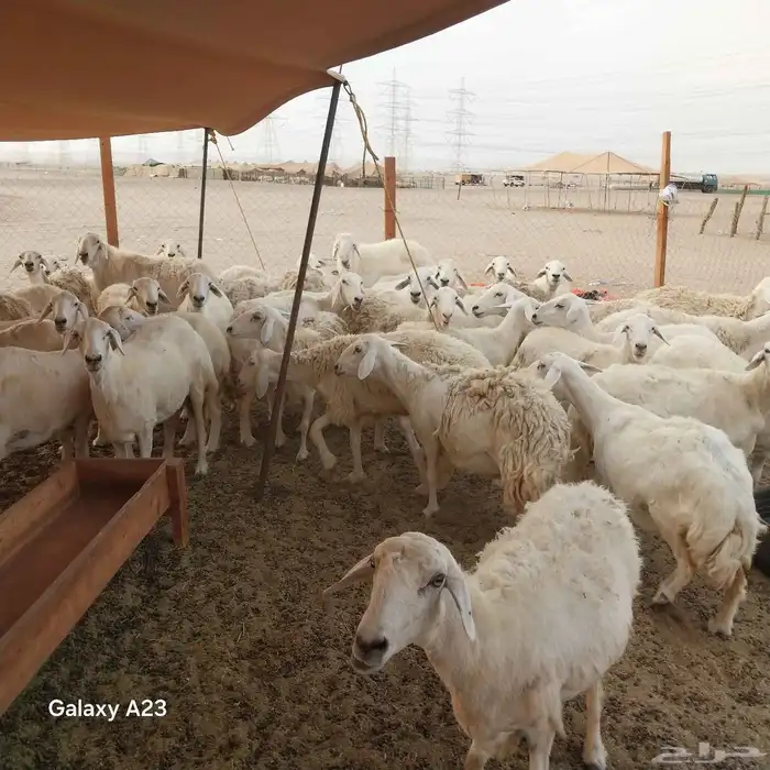 أعرض لكم غنم حريات خلفات وجنب طيبه 6