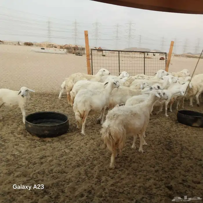 أعرض لكم غنم حريات خلفات وجنب طيبه 4