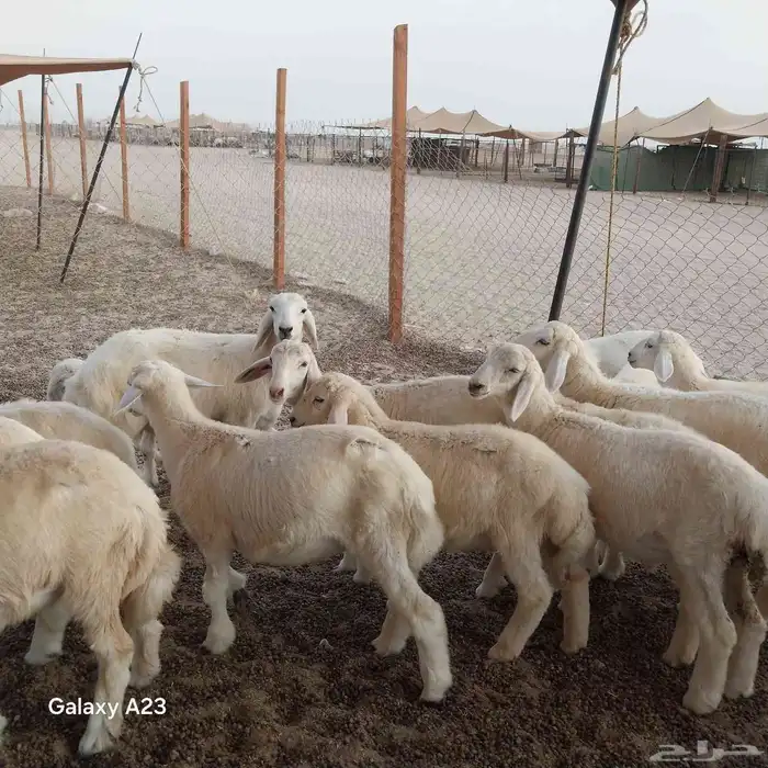 أعرض لكم غنم حريات خلفات وجنب طيبه 1