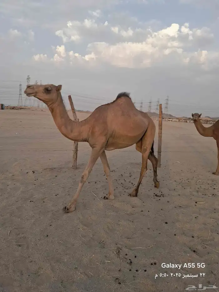 عرض وبيع مراح سواحل العدد 7 متن 16