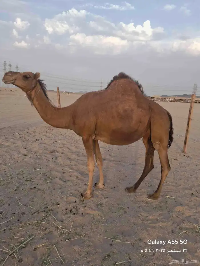 عرض وبيع مراح سواحل العدد 7 متن 18