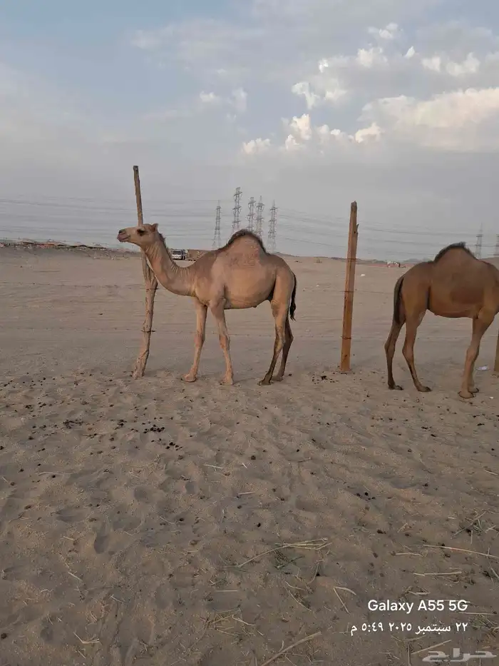 عرض وبيع مراح سواحل العدد 7 متن 14