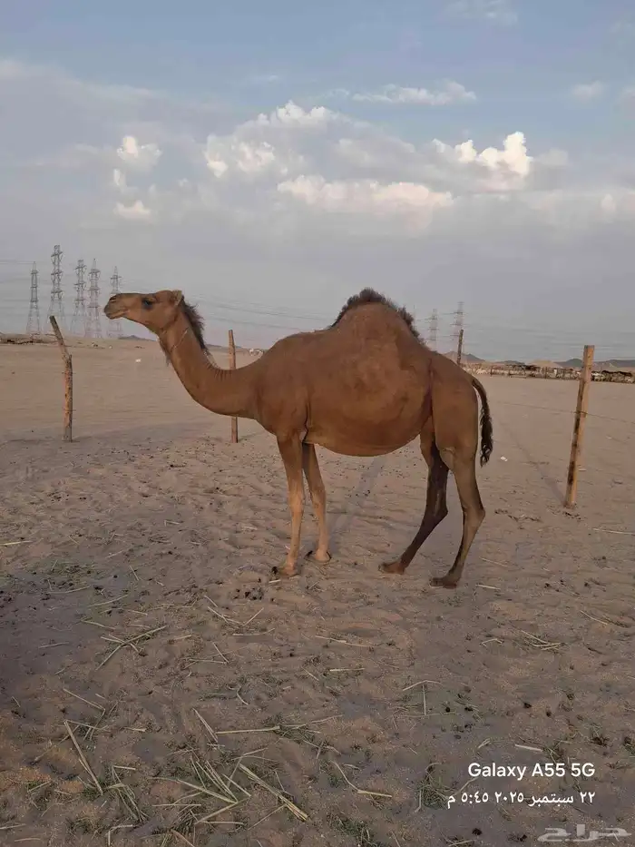 عرض وبيع مراح سواحل العدد 7 متن 8