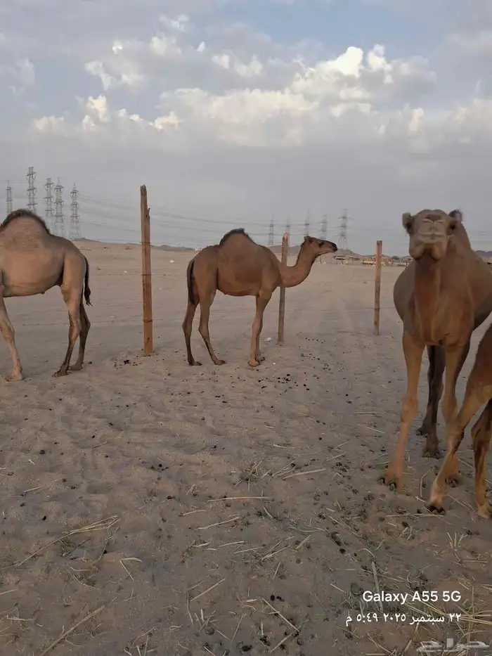 عرض وبيع مراح سواحل العدد 7 متن 4