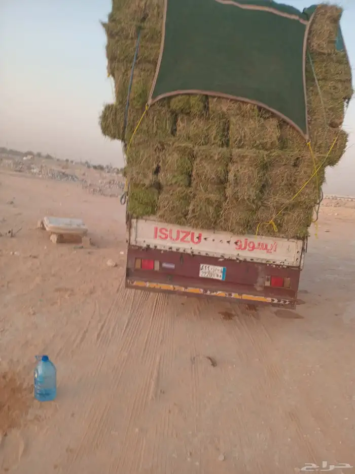 الرياض. برسيم. صافي. حق. المزنب. العدد. 250. حبه. الشد. 0