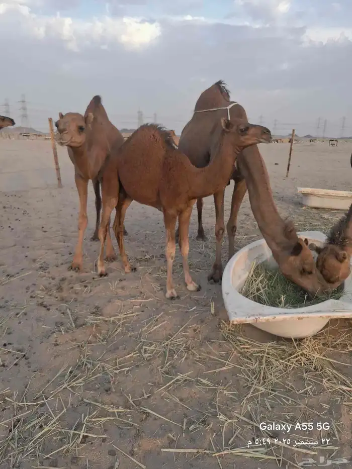 عرض وبيع مراح سواحل العدد 7 متن 11