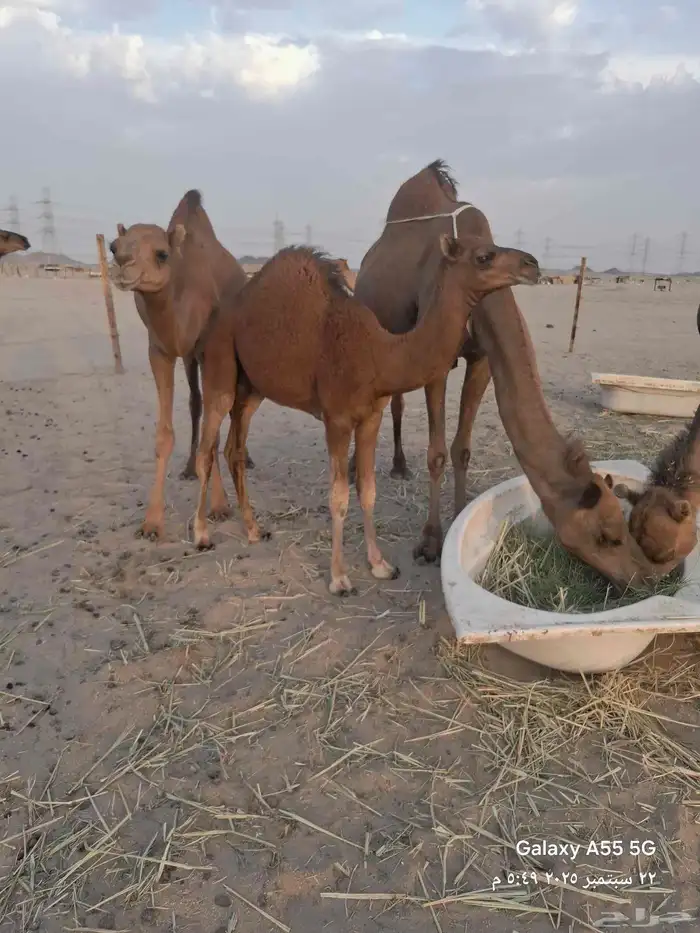 عرض وبيع مراح سواحل العدد 7 متن 5