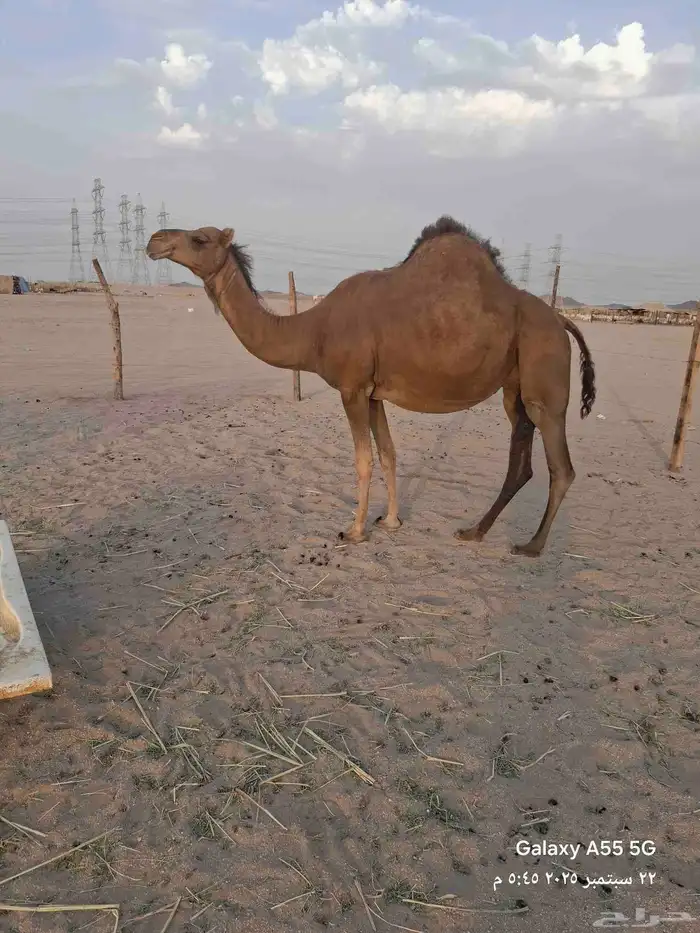 عرض وبيع مراح سواحل العدد 7 متن 9