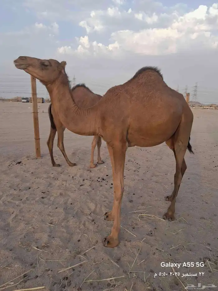 عرض وبيع مراح سواحل العدد 7 متن 13