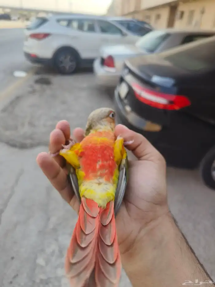 (تم البيع) كنيور اناناس رد فاكتور الييف وهدد خارجي بداية 3