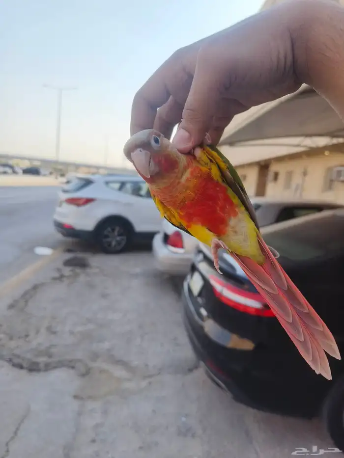 (تم البيع) كنيور اناناس رد فاكتور الييف وهدد خارجي بداية 5