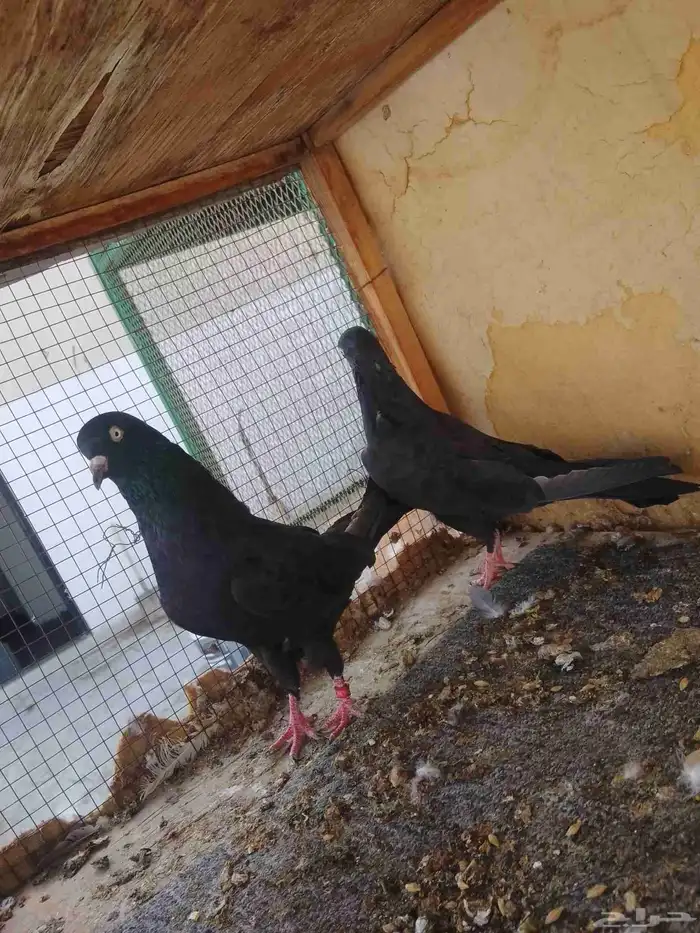 زوج رامبوري أسود صك بيور 4