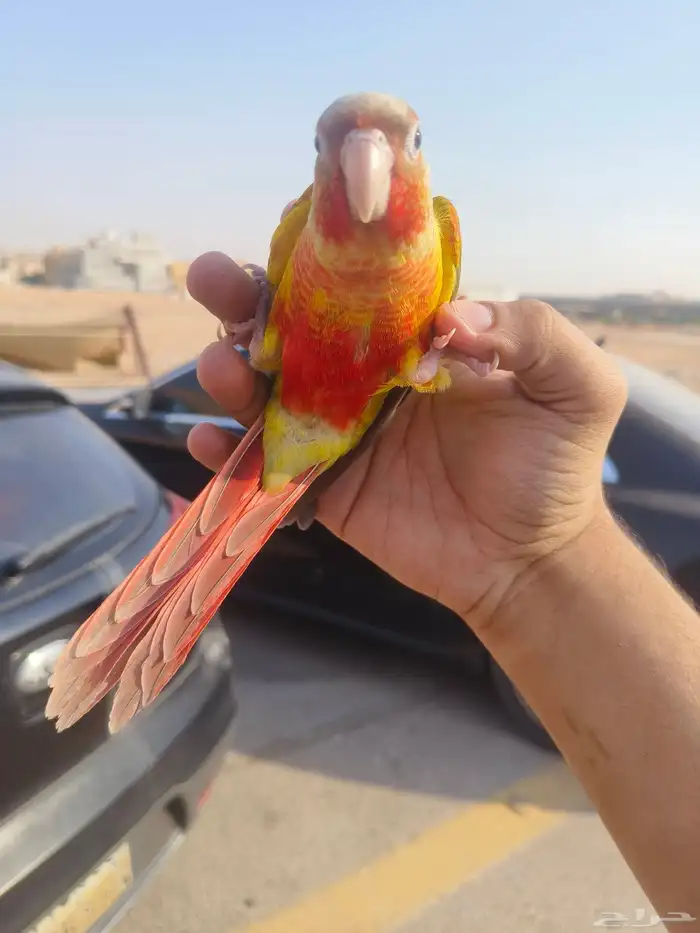 (تم البيع) كنيور اناناس رد فاكتور الييف وهدد خارجي بداية 0