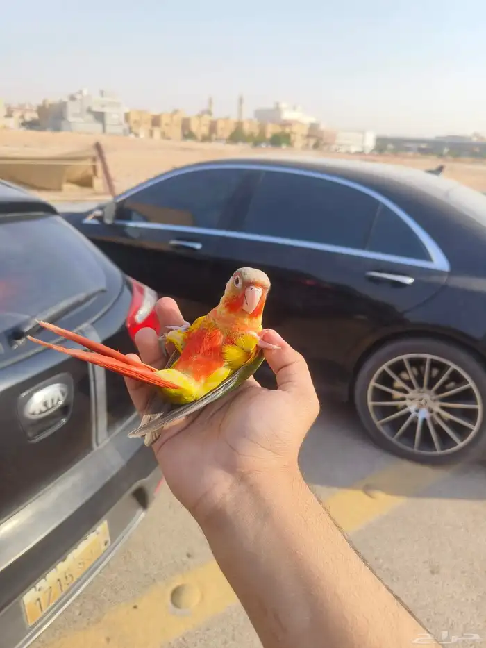 (تم البيع) كنيور اناناس رد فاكتور الييف وهدد خارجي بداية 2