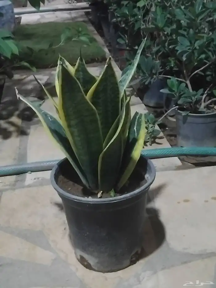 مشتل تنسيق الحدائق 2 4