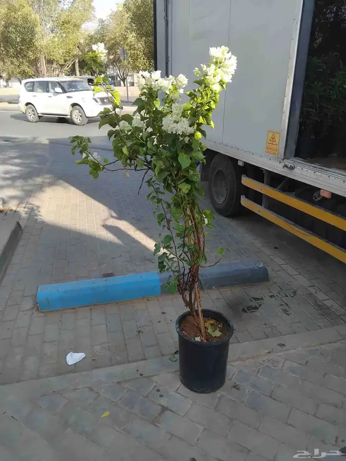 مشتل تنسيق الحدائق 2 5