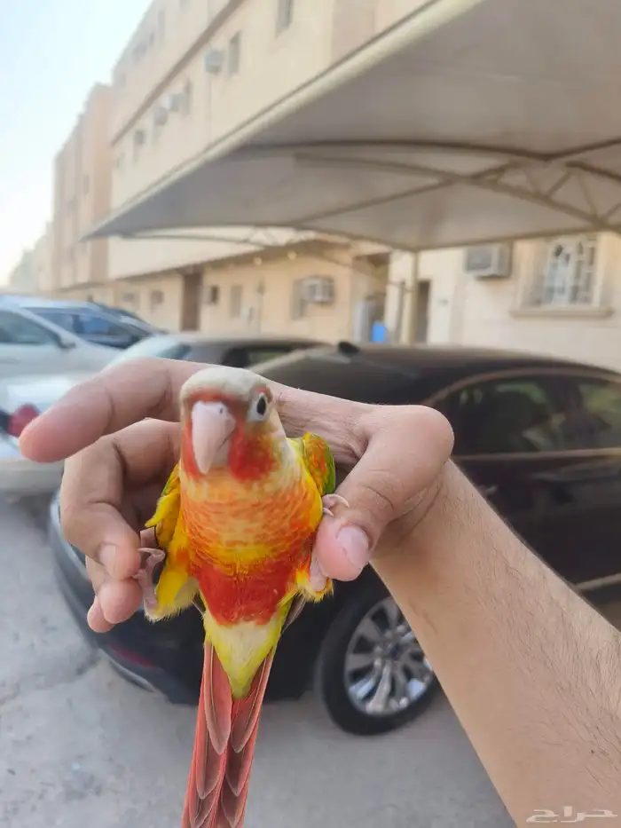 (تم البيع) كنيور اناناس رد فاكتور الييف وهدد خارجي بداية 1