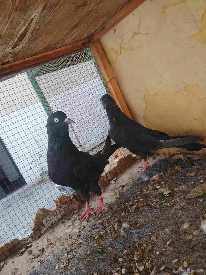 زوج رامبوري أسود صك بيور 5