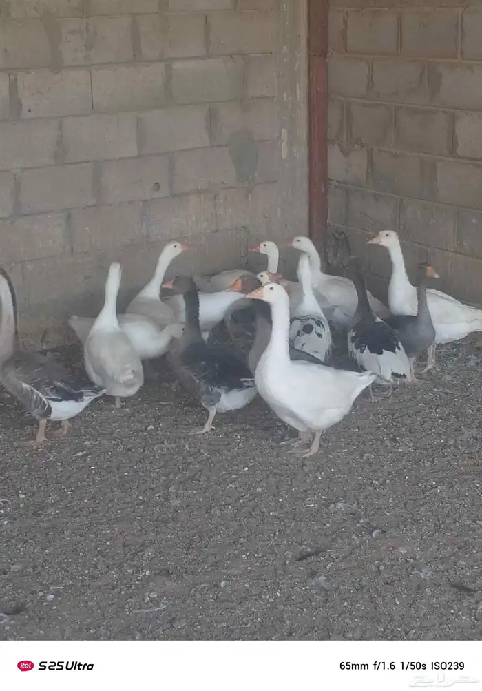 موجود وز 1