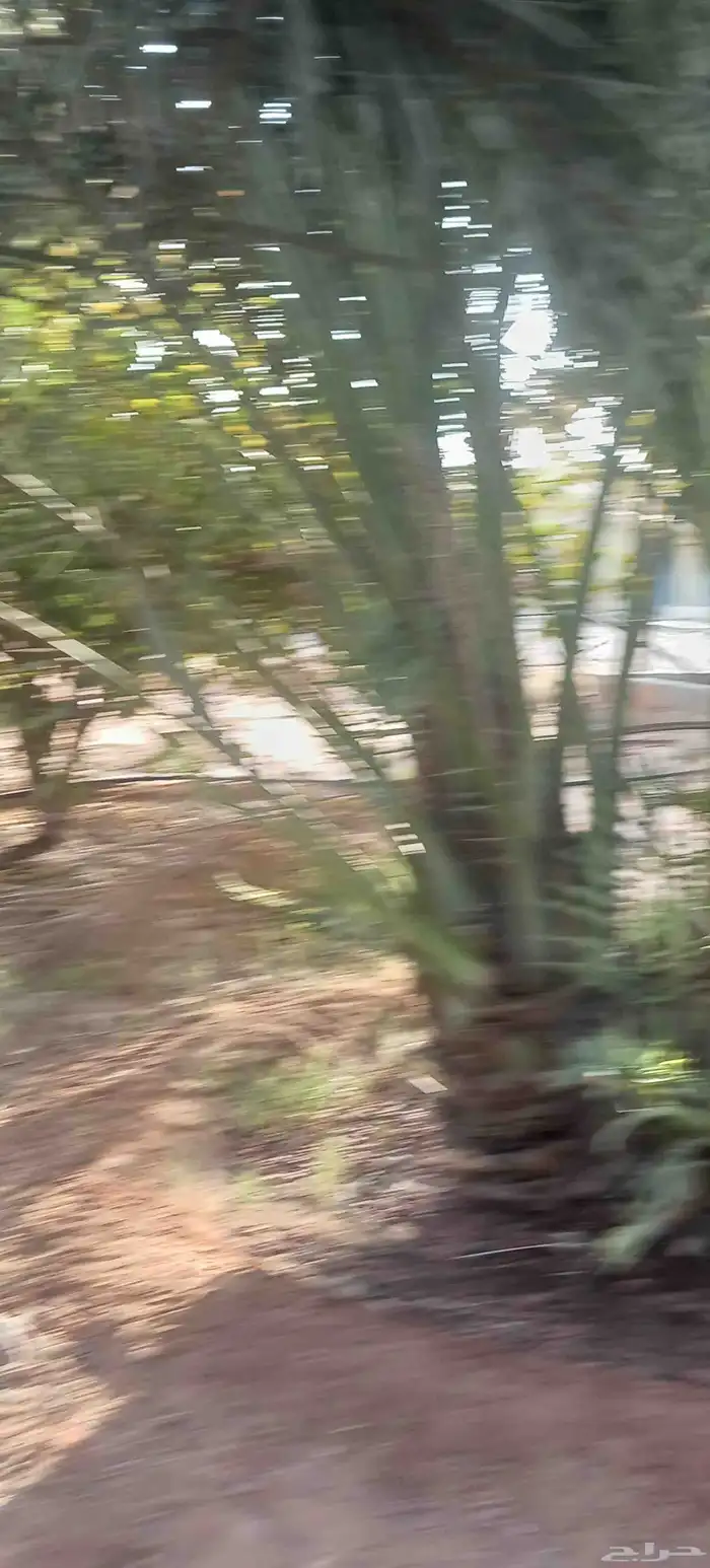 يوجد لدينا جميع انواع النخيل المثمرة وزينه 2