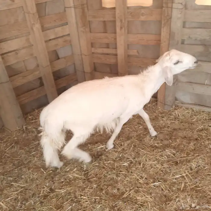 طلي ذبيحه 1