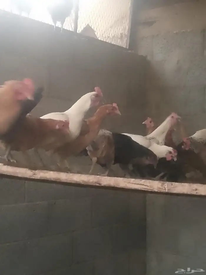 دجاج بياض اعمار 9شهور 1