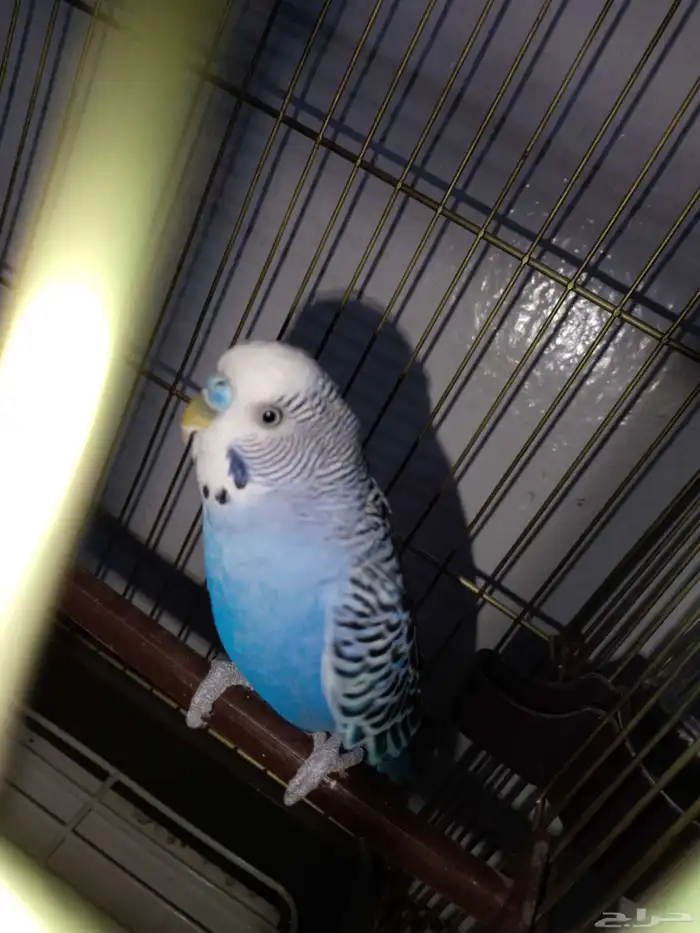 طير روز للبيع على السوم 2