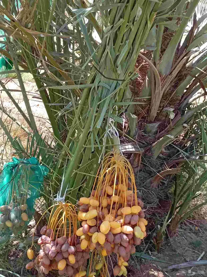 نخيل للبيع وشاري يسوم جمله وتفرد حتا واحده 3