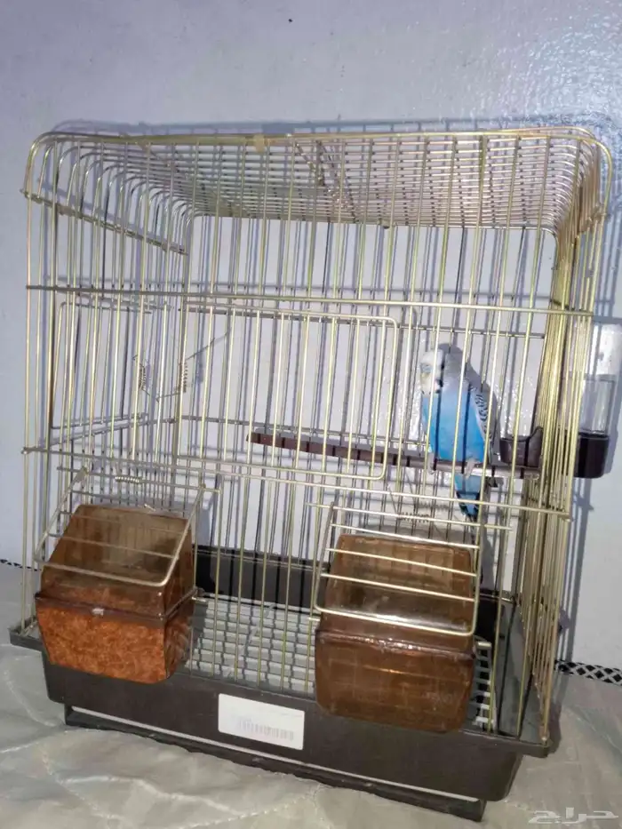 طير روز للبيع على السوم 1