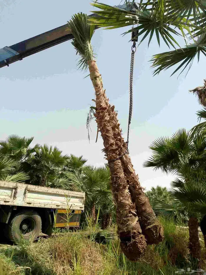 نخل واشنطن زينه 6