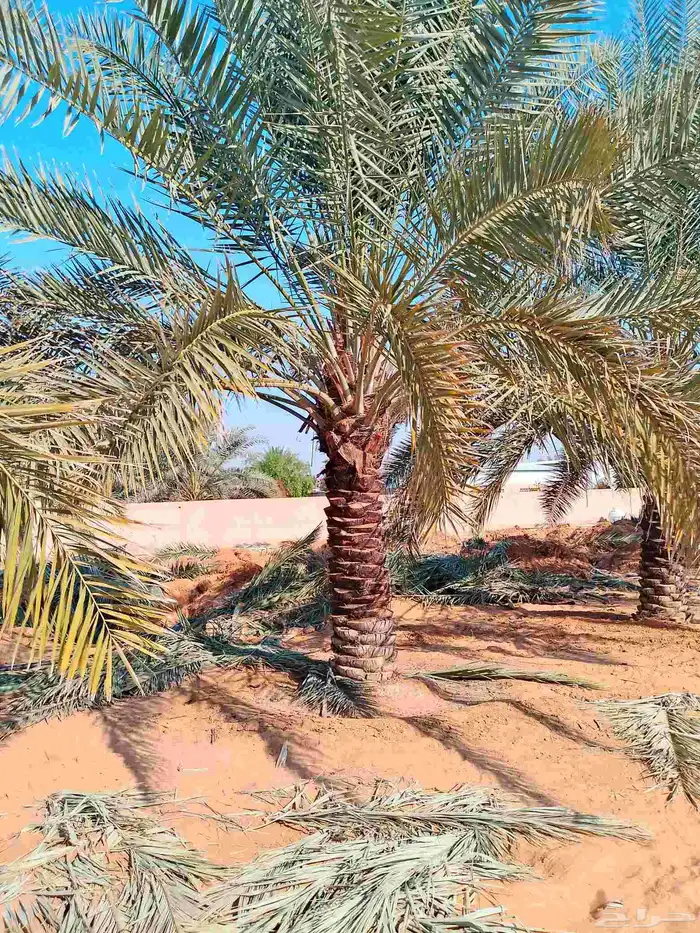 يوجد لدي نخل لاالبيع 3