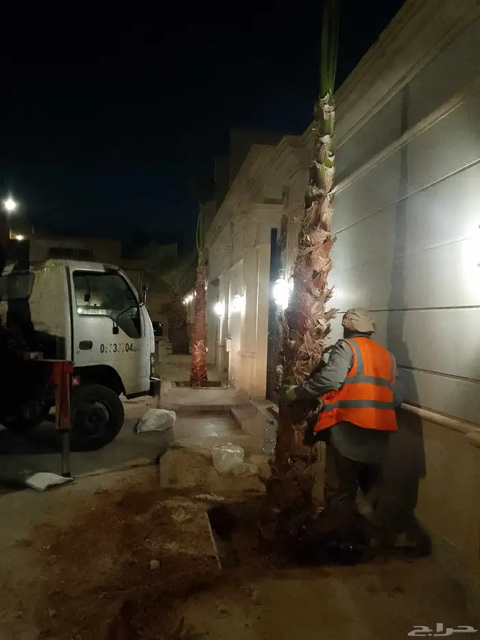 نخل واشنطن زينه 4