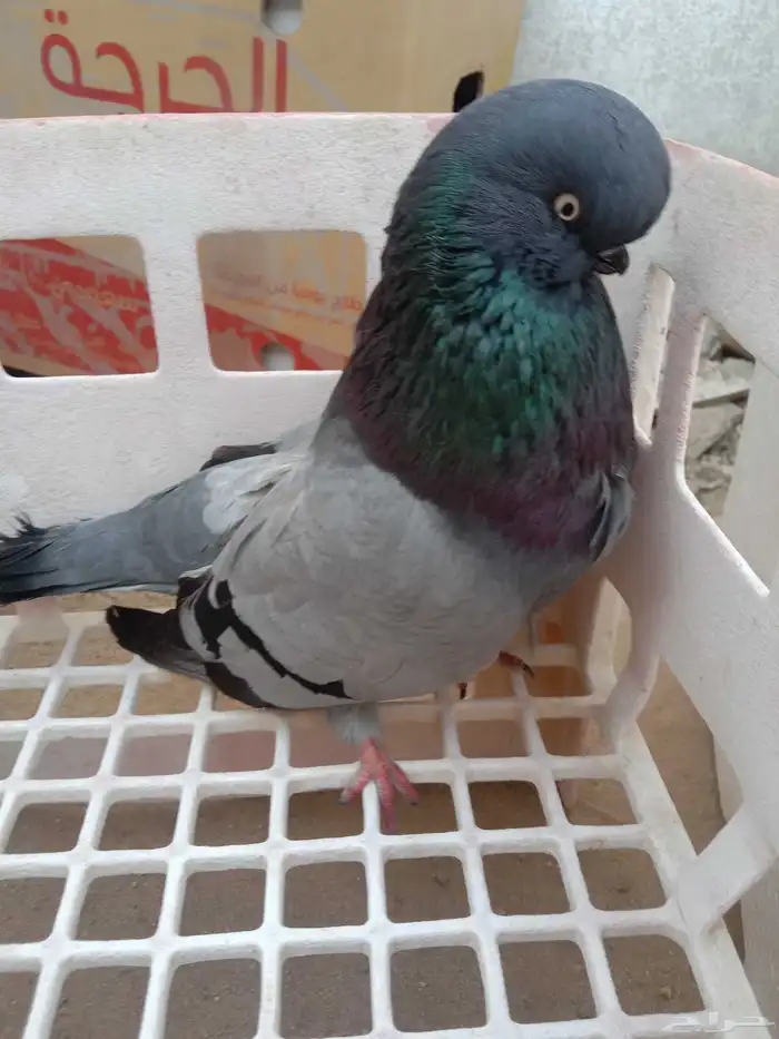 حمام لونق فيس 2