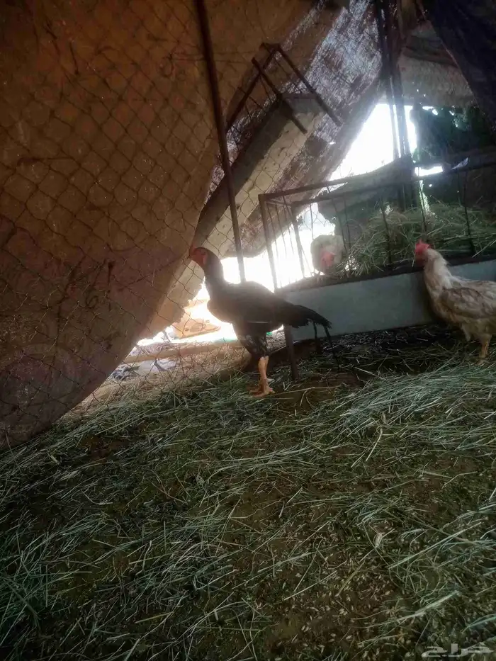 ديك باكستاني للبيع 2