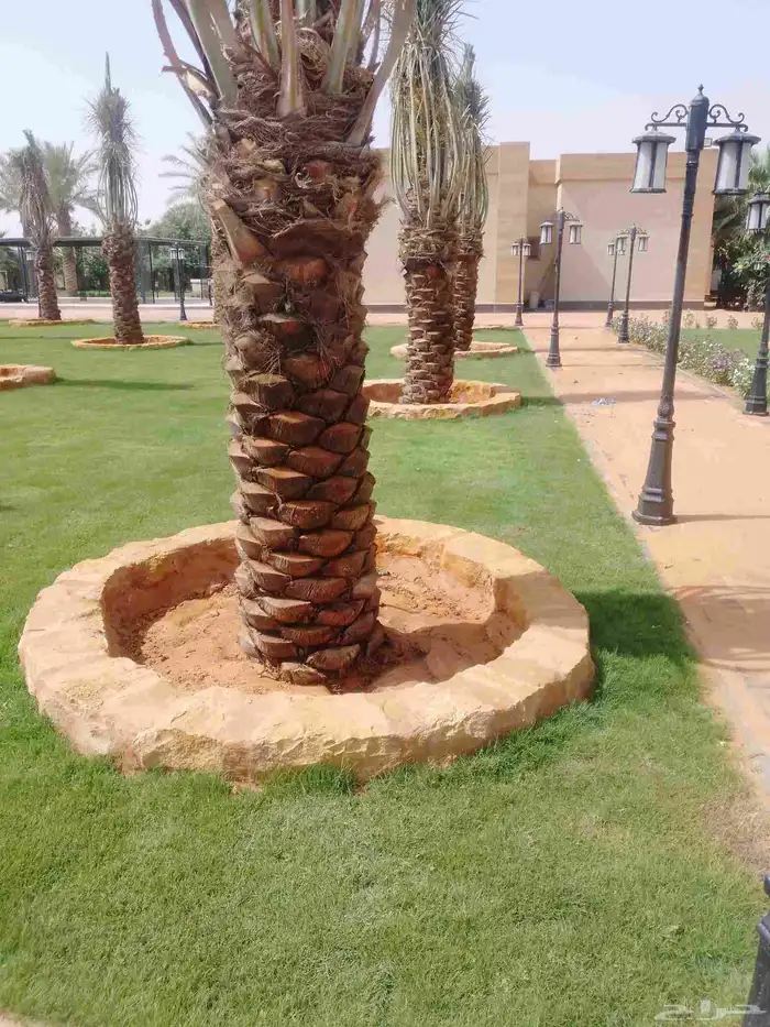 اخلاص زراعة فسائل جثايث نقايل للبيع 3