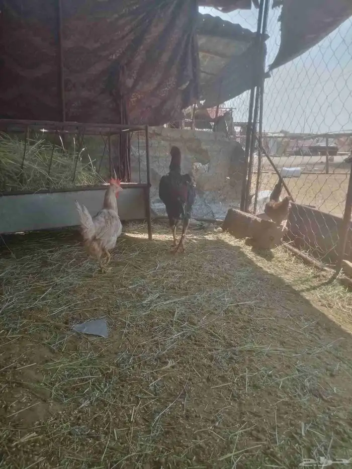 ديك باكستاني للبيع 4