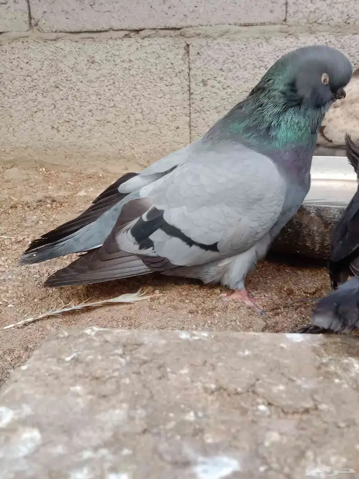 حمام لونق فيس 3
