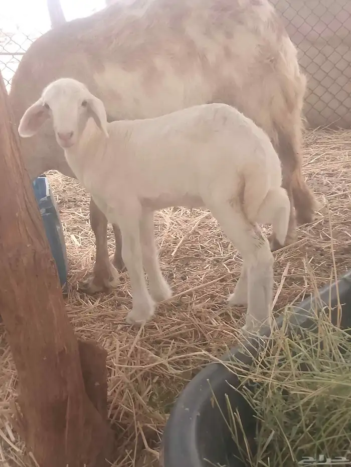 رحل عمرها شهر 0