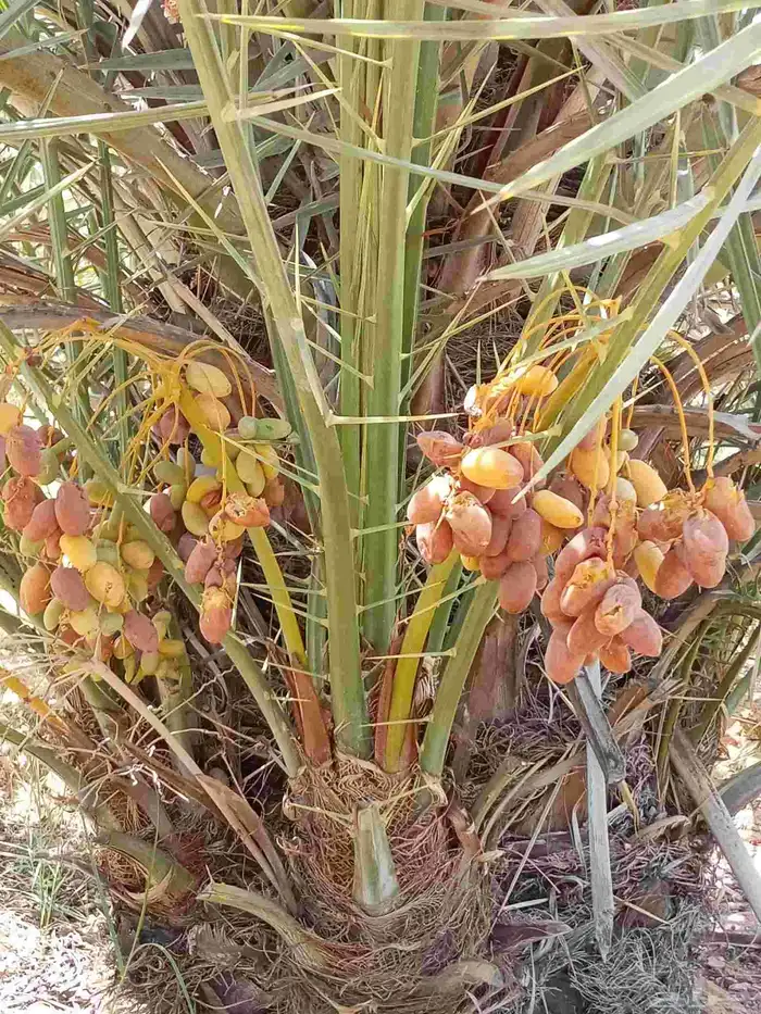 نخيل للبيع وشاري يسوم جمله وتفرد حتا واحده 4