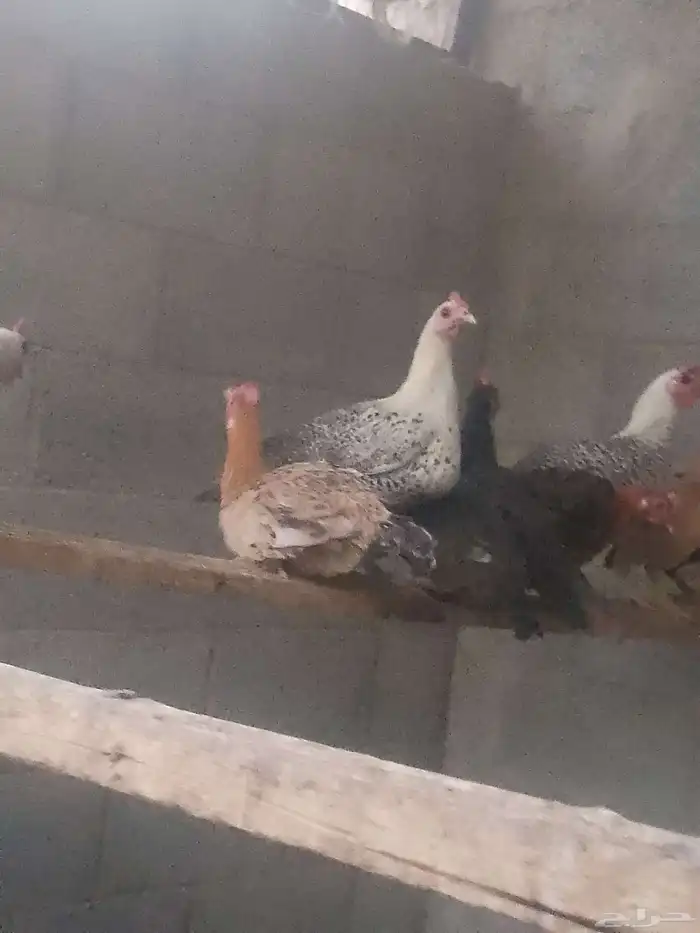 دجاج بياض اعمار 9شهور 4