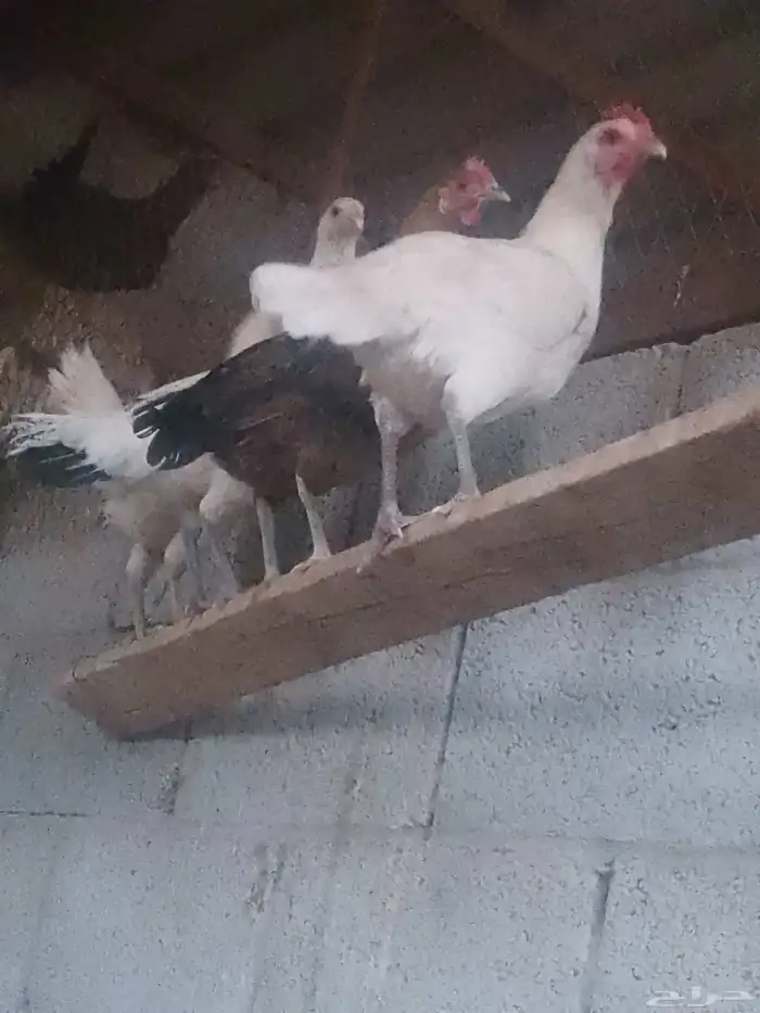 دجاج بياض اعمار 9شهور 3