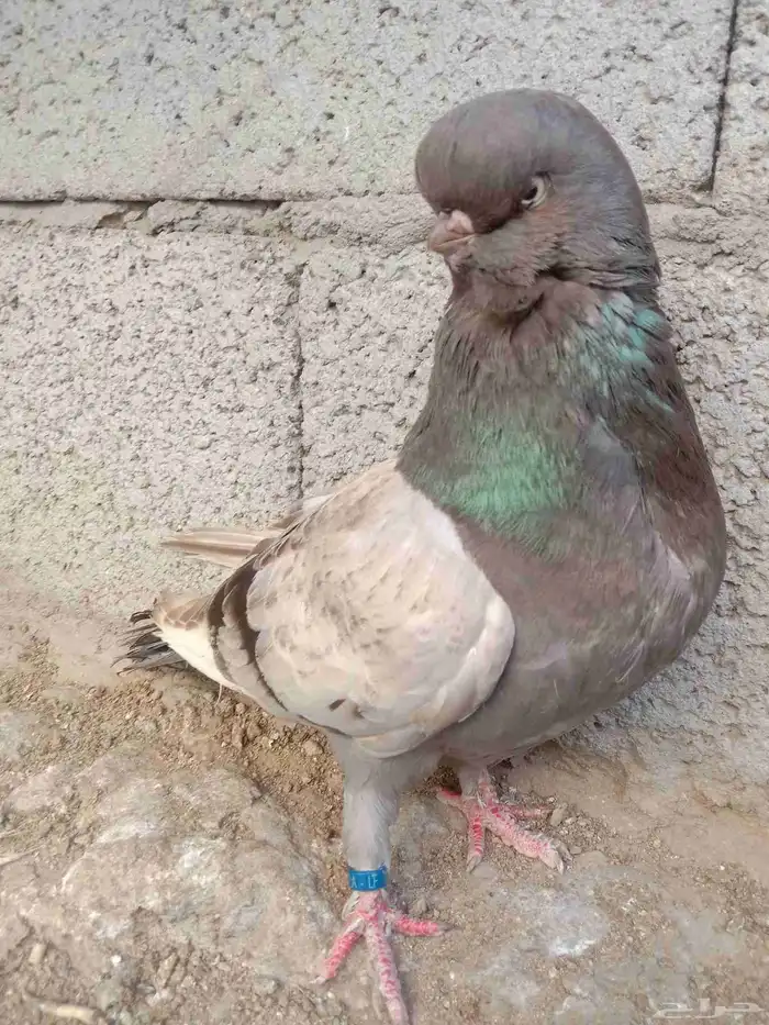 حمام لونق فيس 0